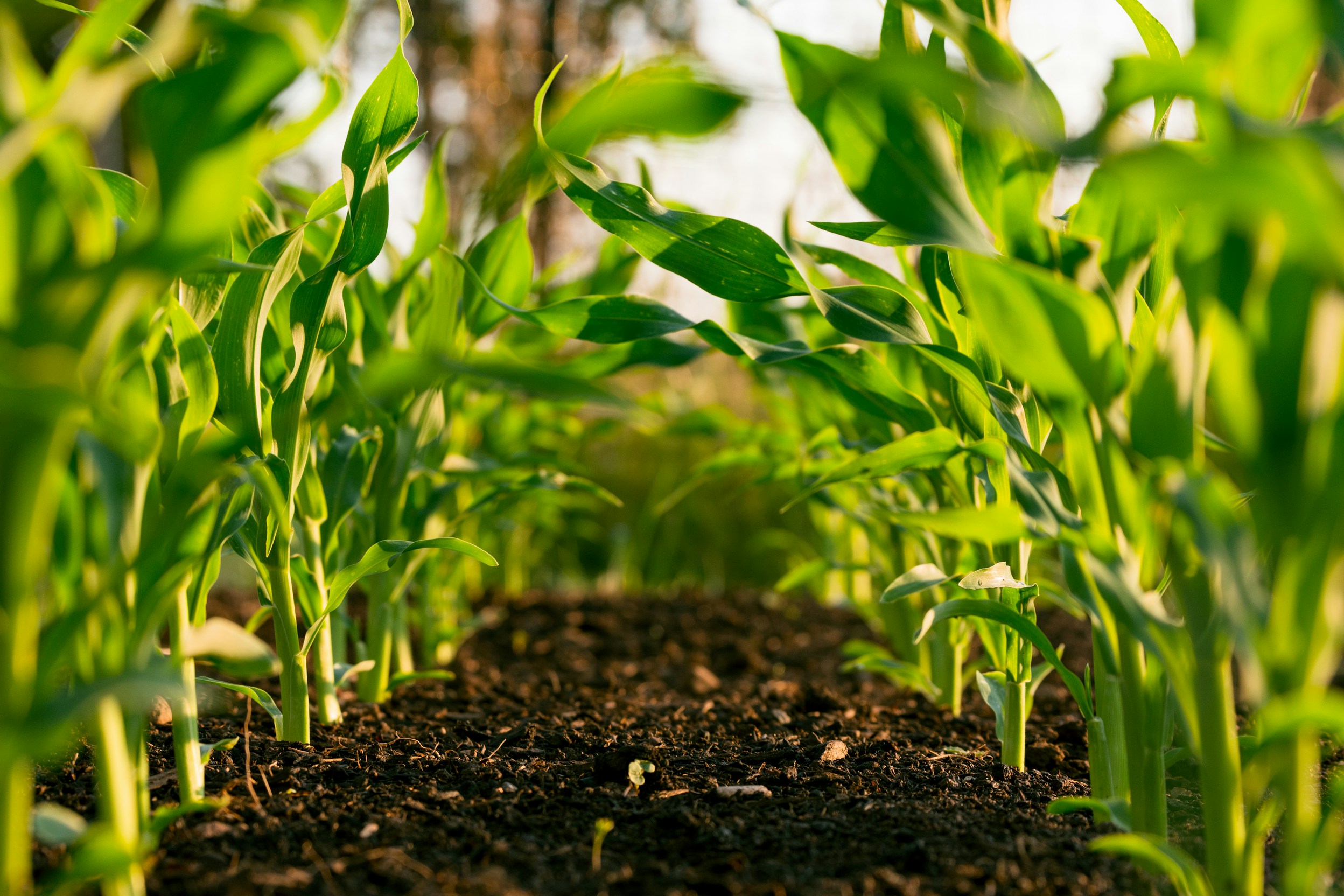 Healthy crops in a protected field